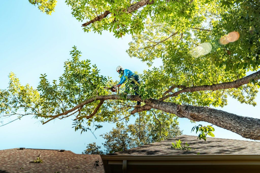 Arborist in safety gear cutting a branch high in a tree