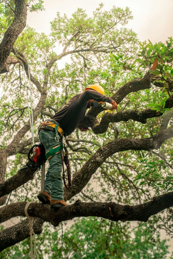 Arborist roped into a large tree pruning branches