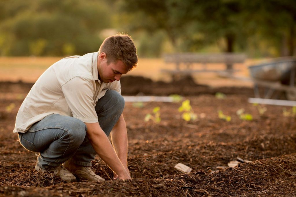 Gardener kneeling to plant seedlings in a fresh soil bed
