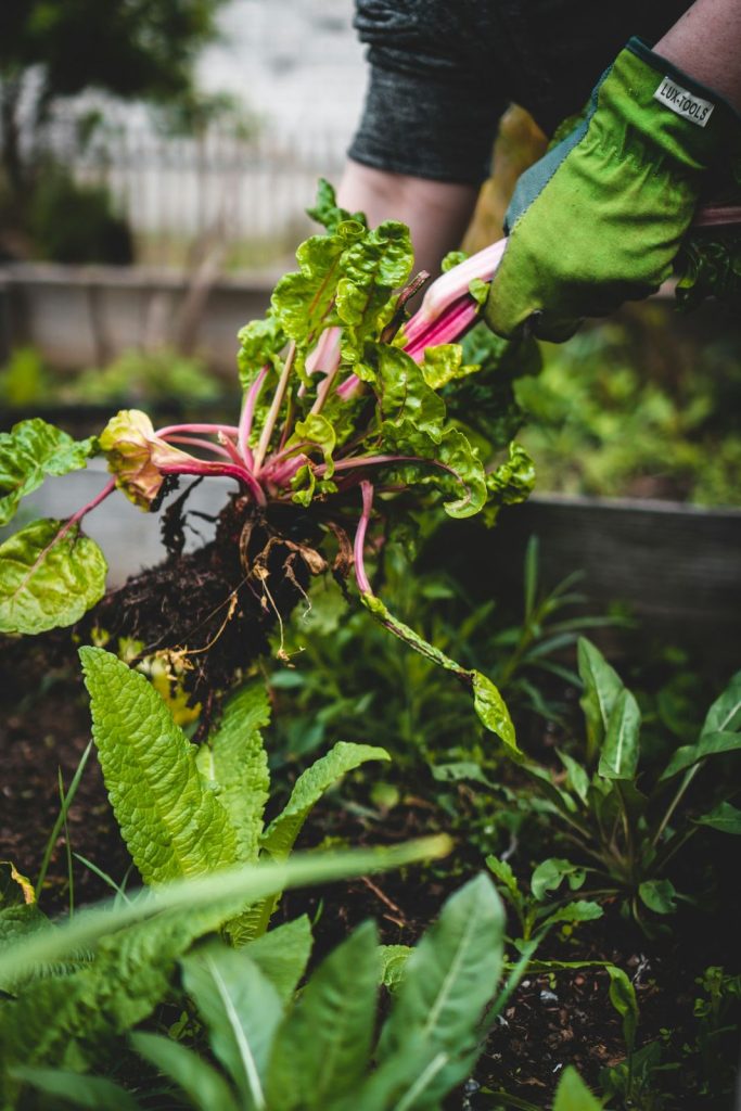 Gloved hand pulling weeds from a garden bed