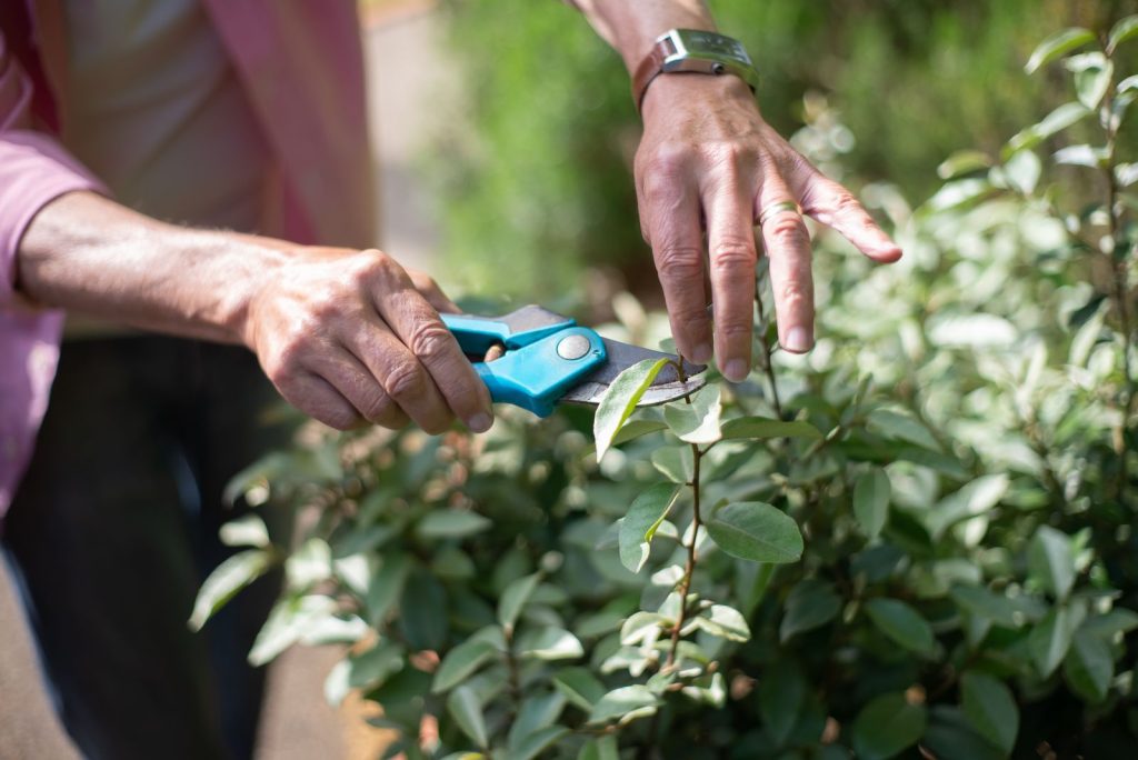 Hands pruning a shrub with blue-handled secateurs