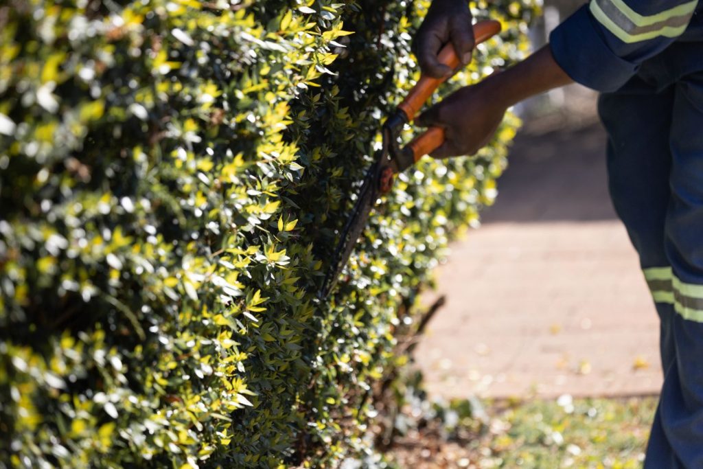 Hands shaping a dense green hedge with hand shears