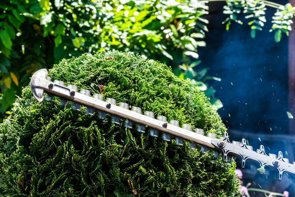 Hedge trimmer cutting the top of a dense hedge