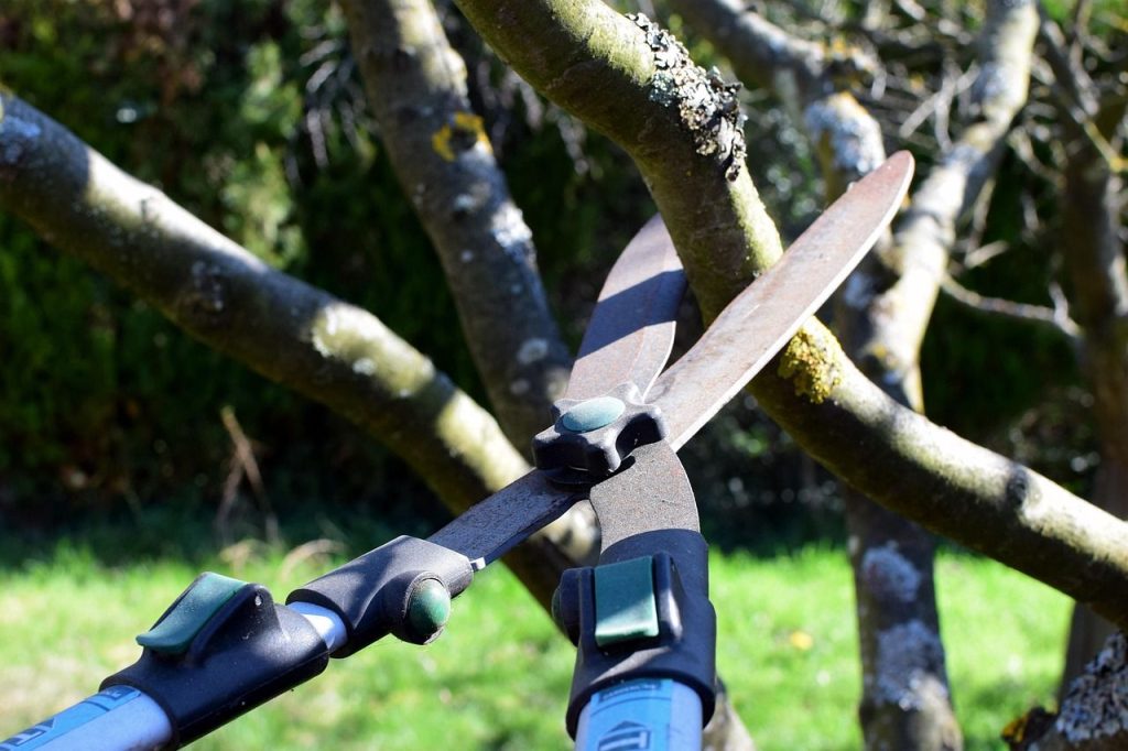 Gloved hands cutting a branch with pruning loppers