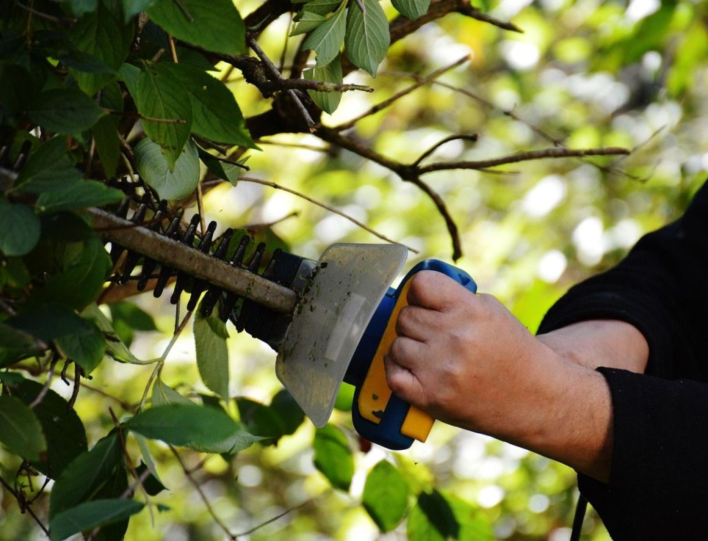 Gardener trimming a leafy bush with hedge shears