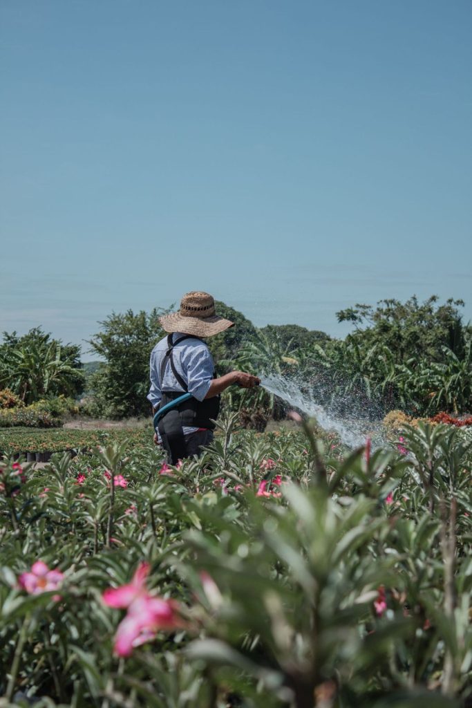 Gardener in a straw hat watering flowering plants